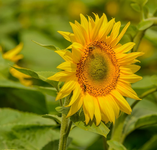 a sunflower with a green background is blooming