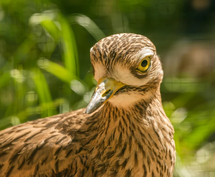 a hawk with yellow eyes and long beak in the background