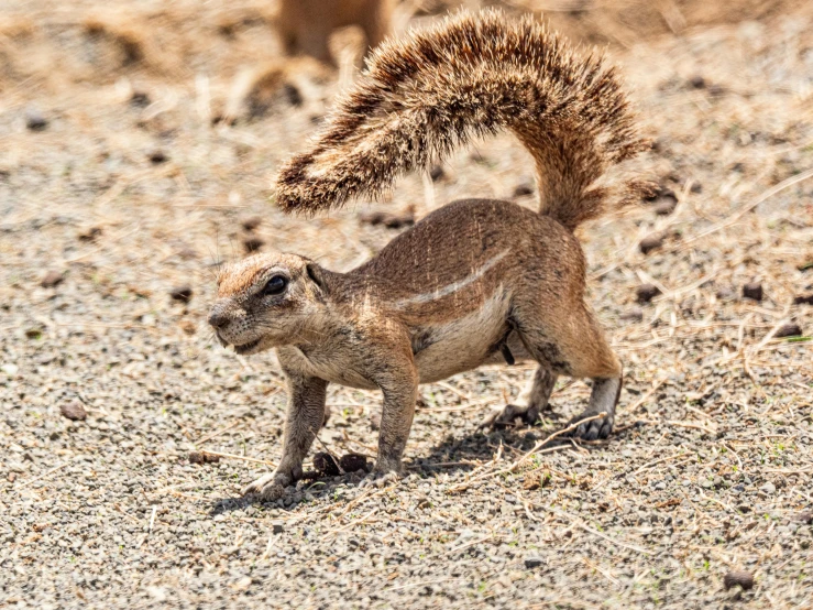 a baby anteater standing still on the ground