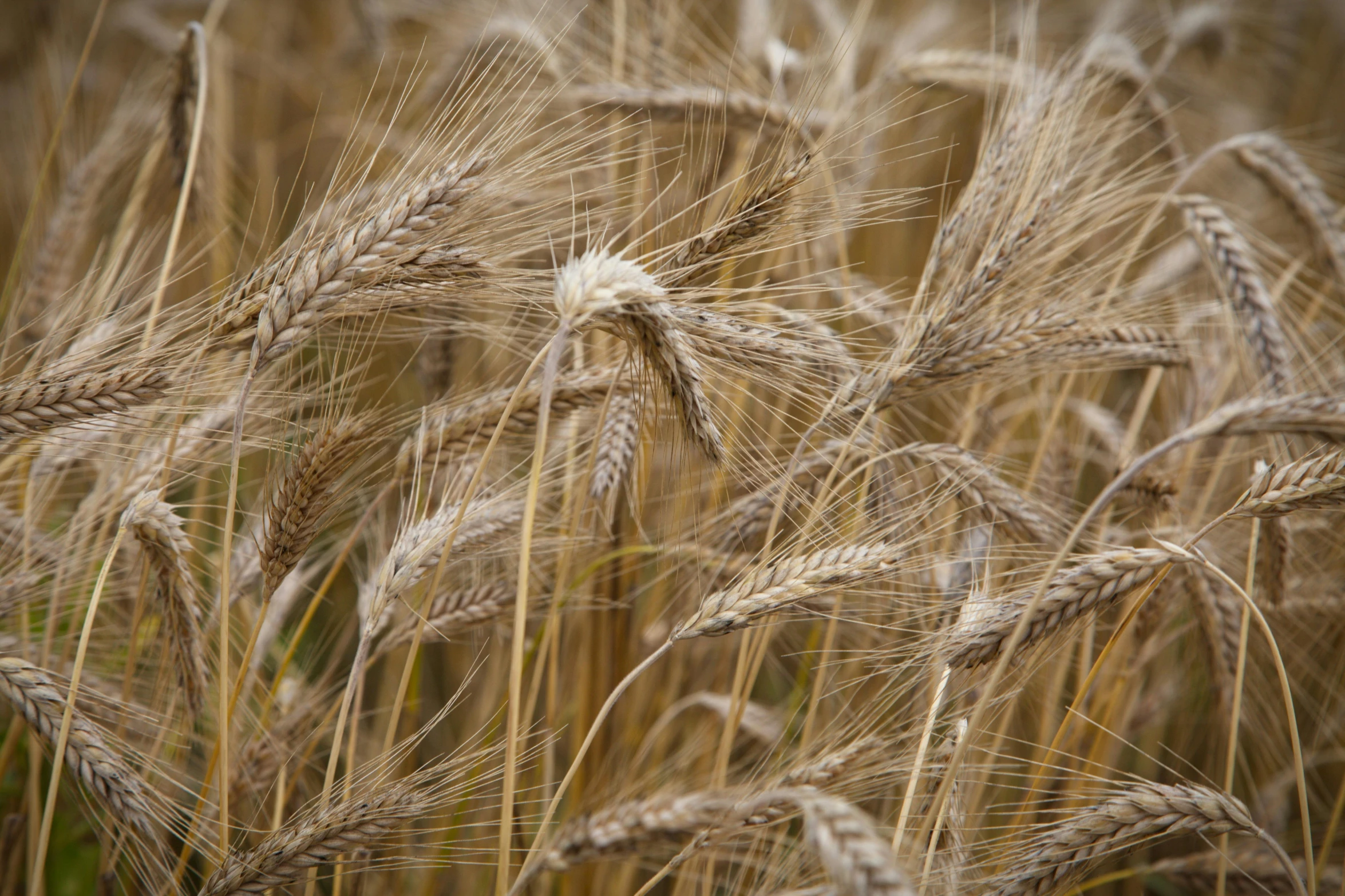 some tall dry wheat stalks next to each other