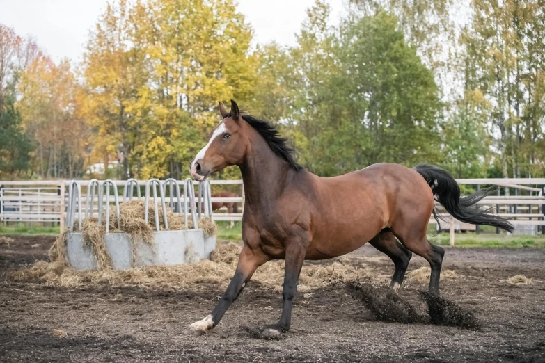 a brown horse is standing in a dirt field