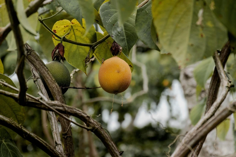 fruit hangs on nches of tree at outdoor area