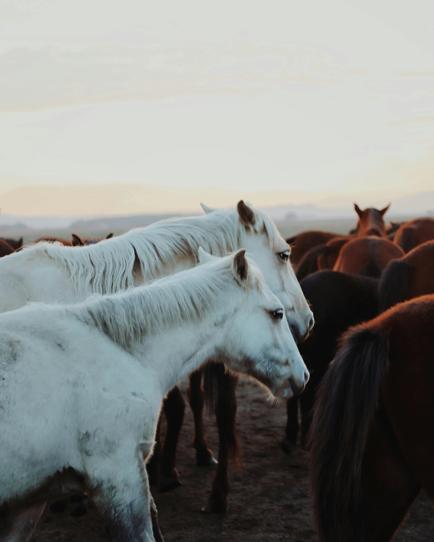 a group of horses are gathered in the desert