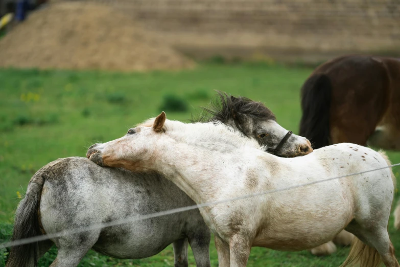 two small horses standing near each other in a grassy field