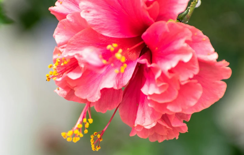 a pink flower with yellow tips and leaves