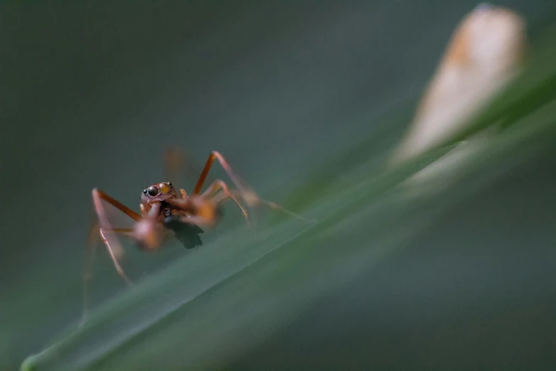 there is a spider with one foot hanging off the ground