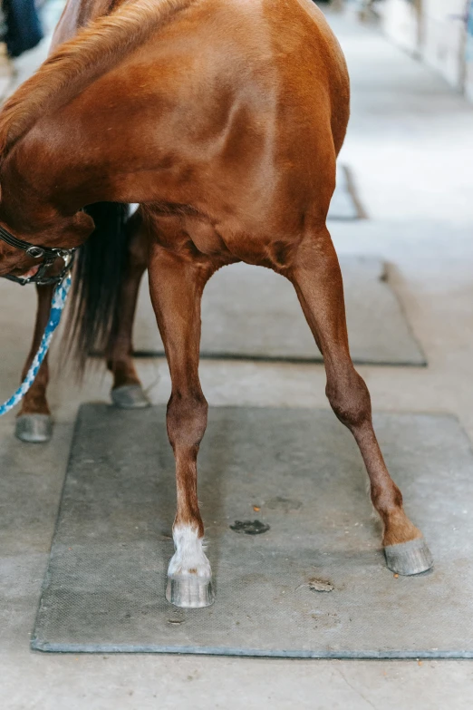 a brown horse on cement area with blue leash