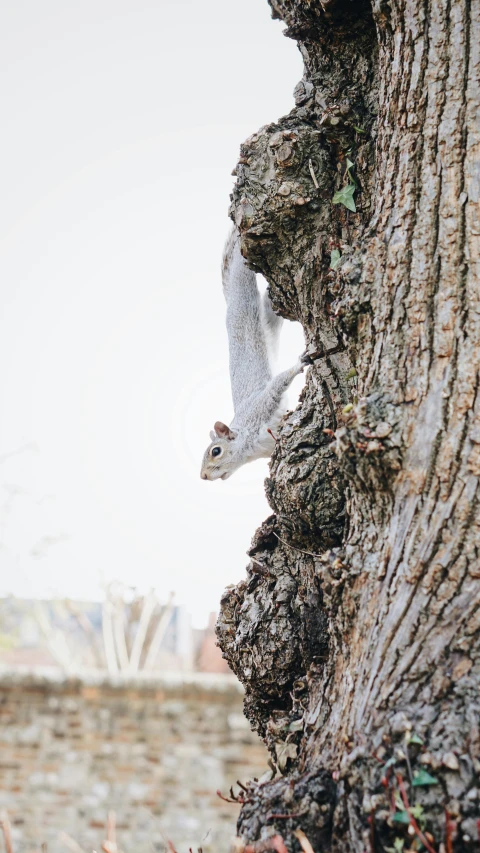 the squirrel is climbing on the tree trunk