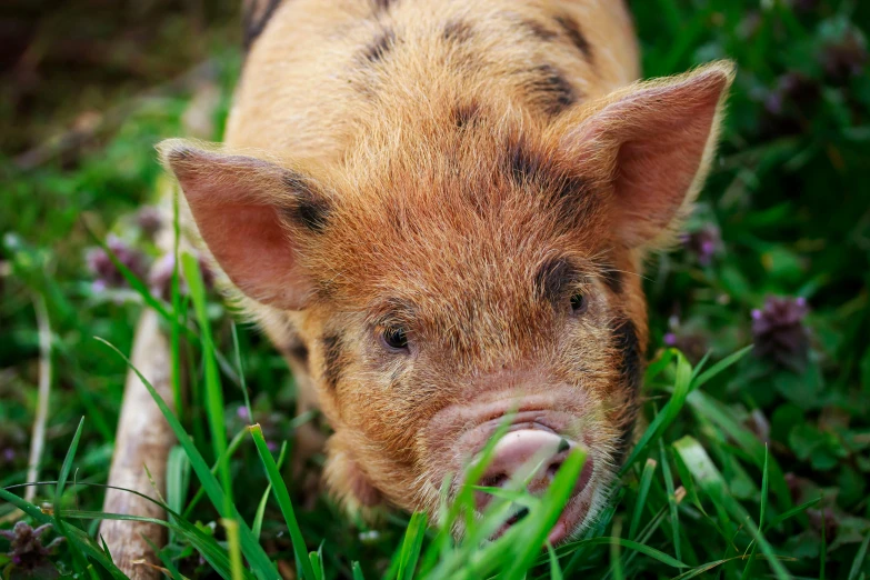 an adorable little pig in some grass by itself