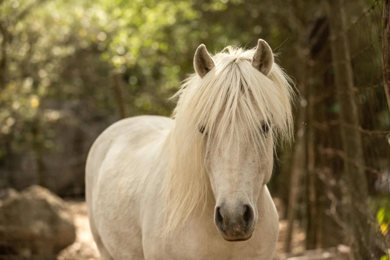 a white horse walking in the grass surrounded by trees