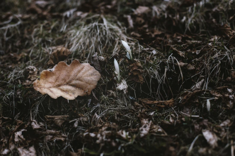 a small brown object sitting on the ground