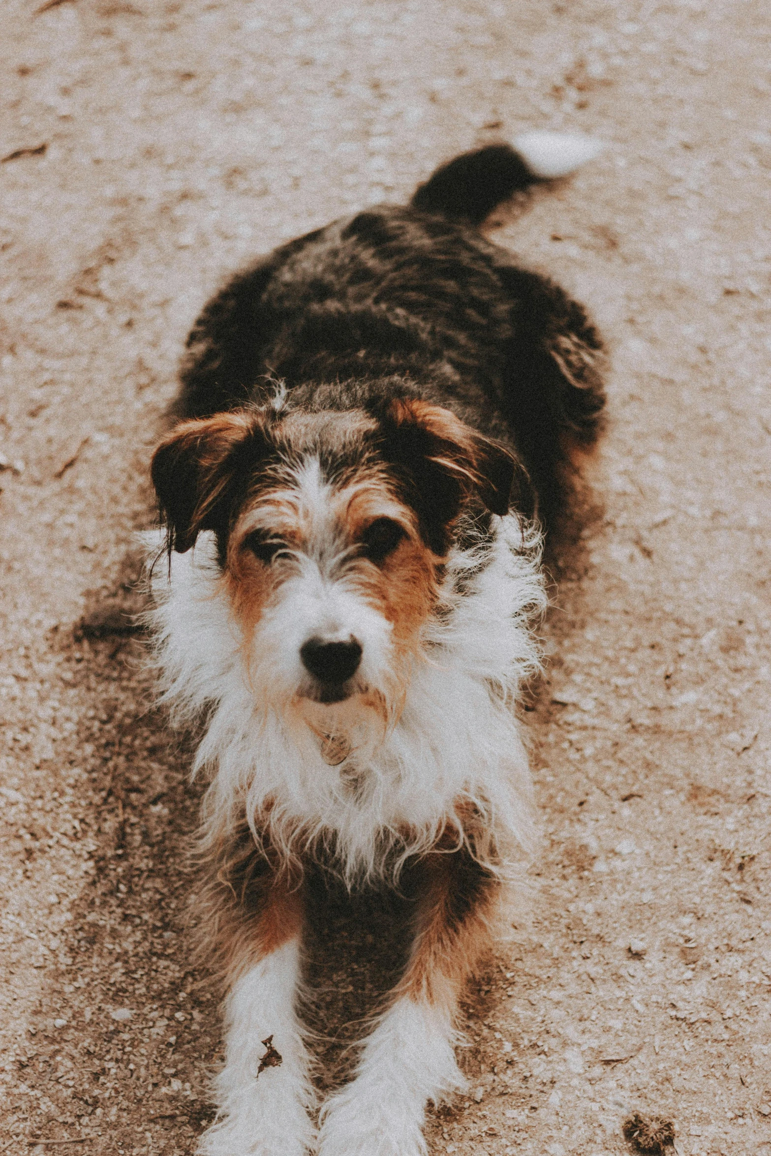 a small dog standing on dirt and sand