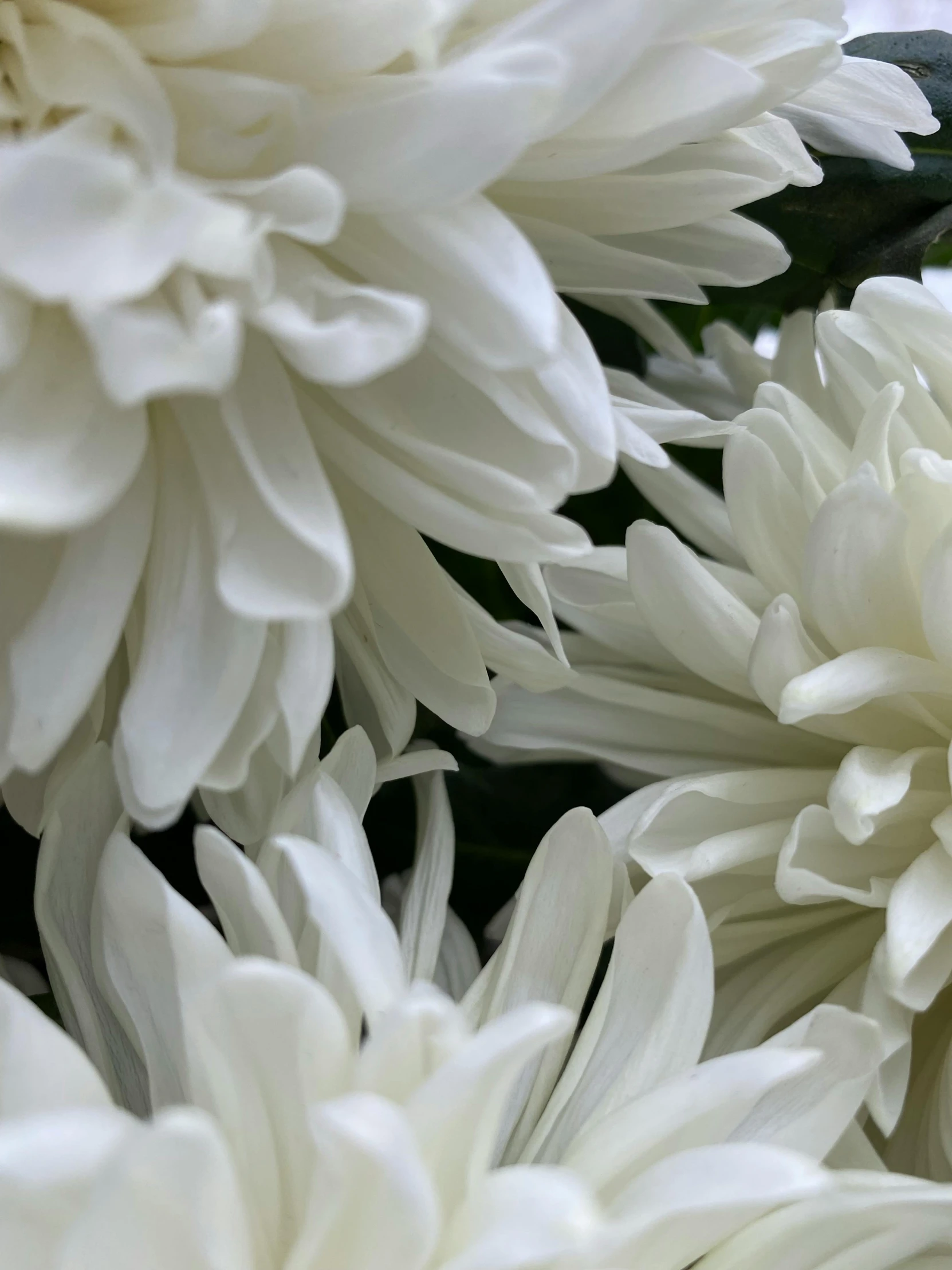 many flowers with long stems on them and white flowers