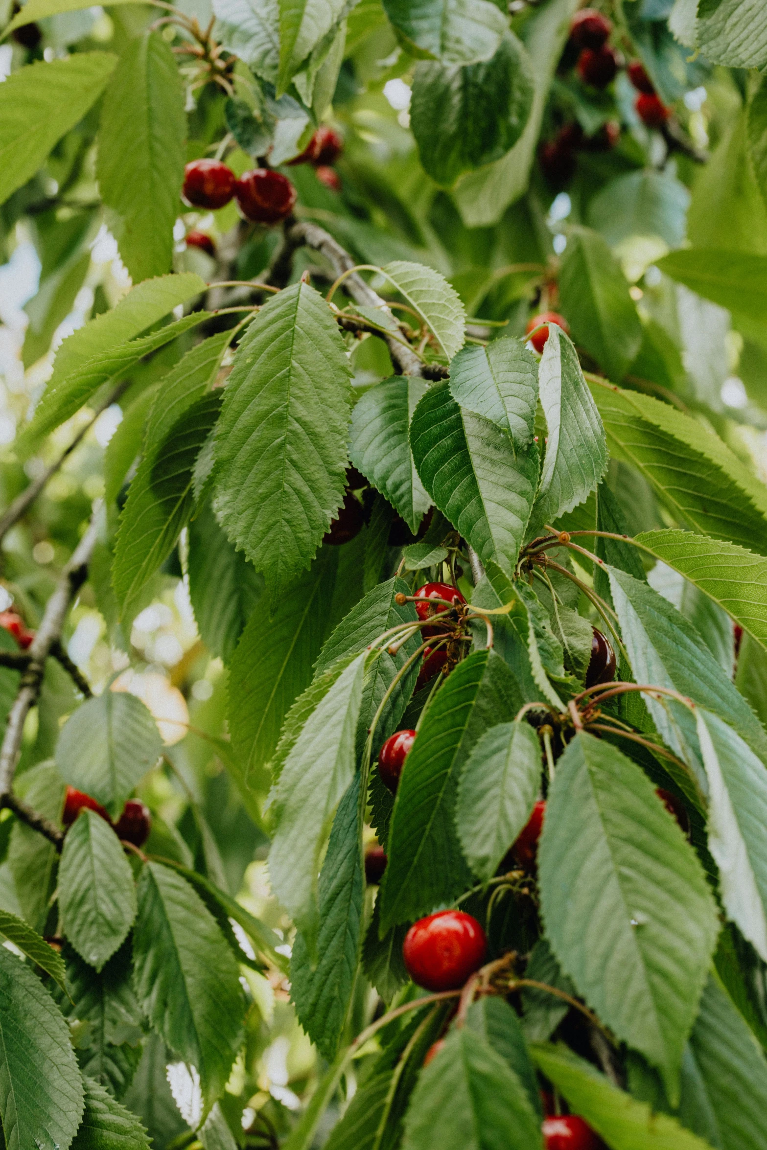 a tree filled with lots of green leaves and cherries