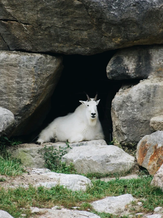 a white goat in a rock cave with grass growing around