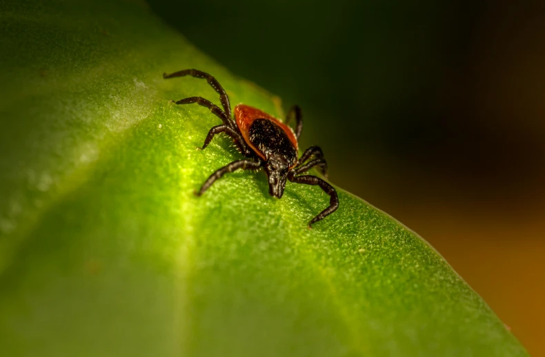 a red and black tickel sitting on top of a green leaf