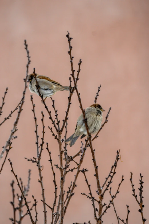 two birds perched on nches against a pink sky