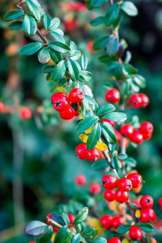 red berries growing in the bush with green leaves