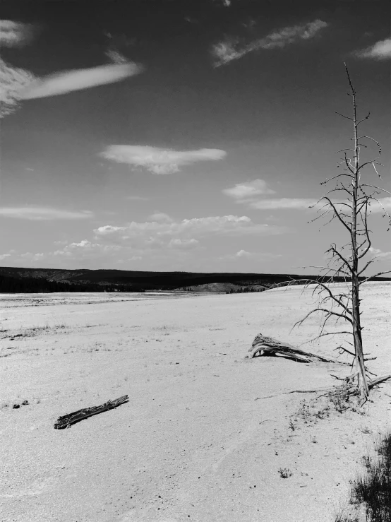 a tree and its nches in the sand