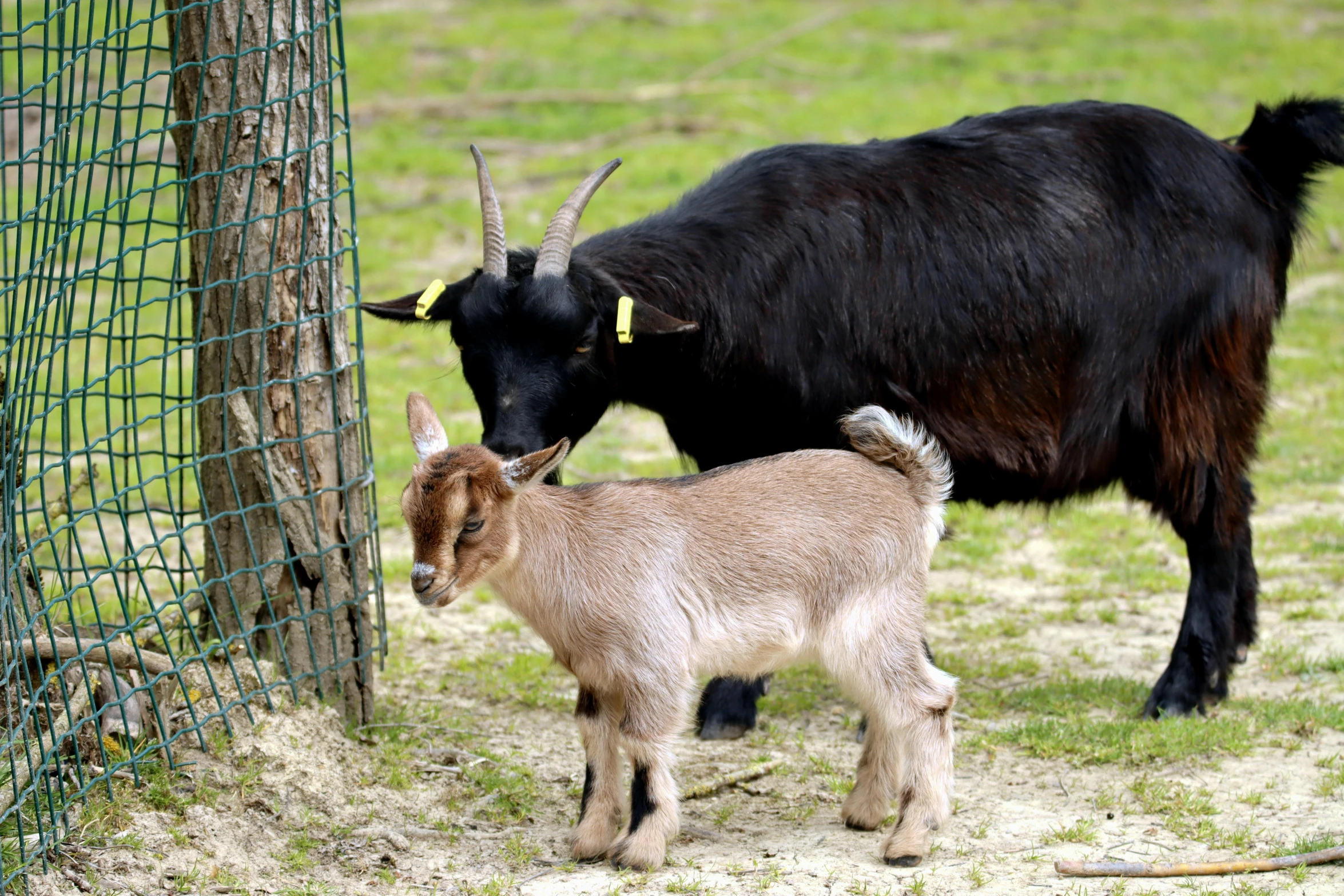 a baby goat and an adult goat standing near a fence