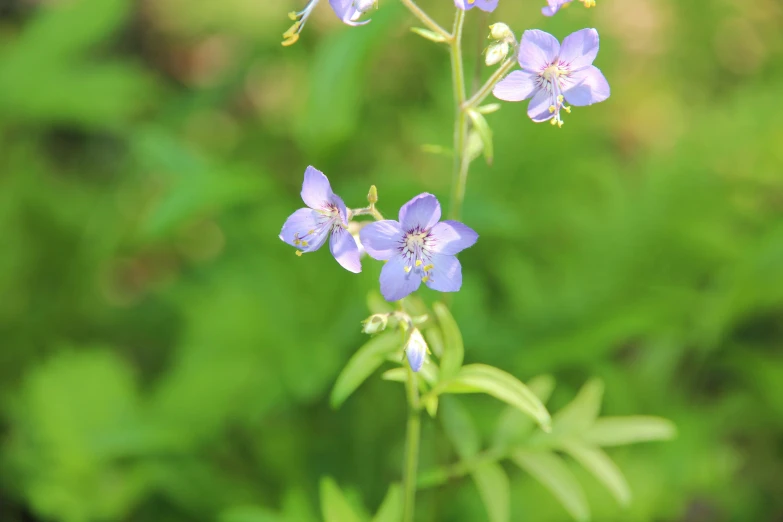 a close up image of purple flowers