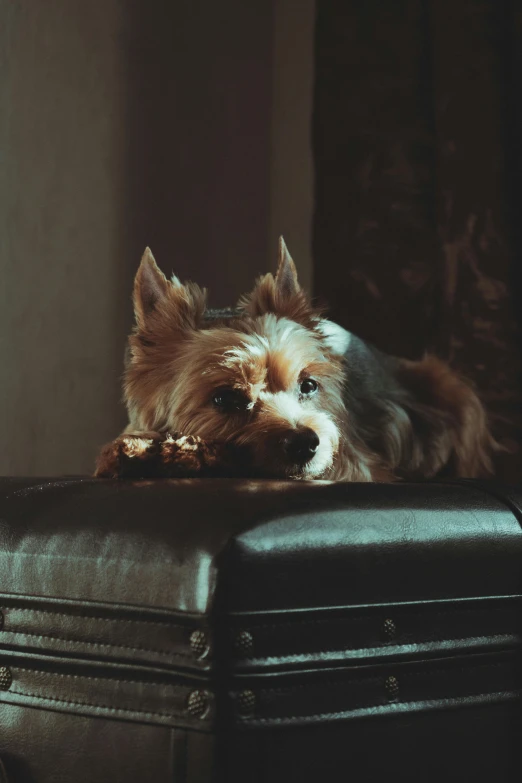 a little dog is sitting on top of a suitcase