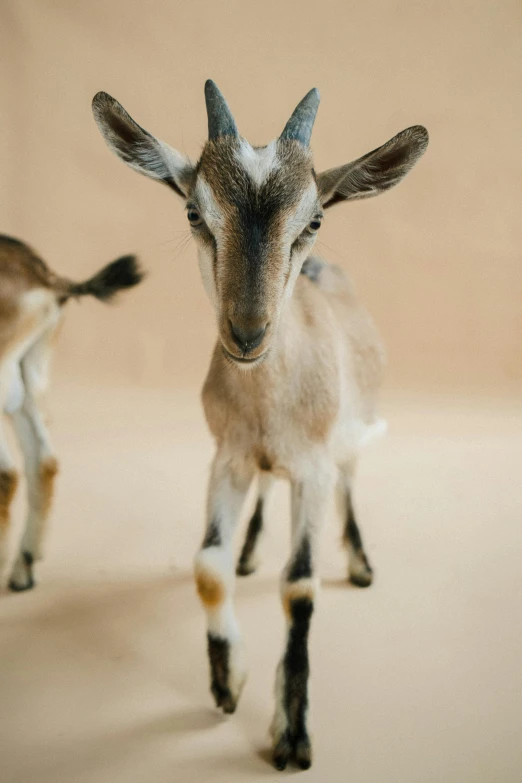 an image of a small goat on the street