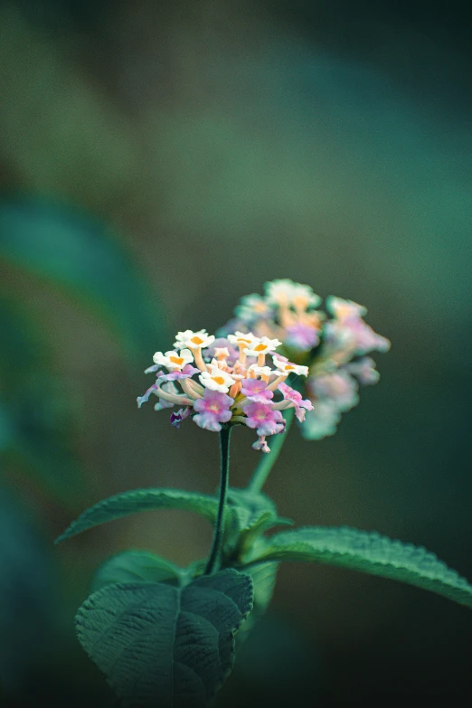 a green leafed plant is blooming in the sun