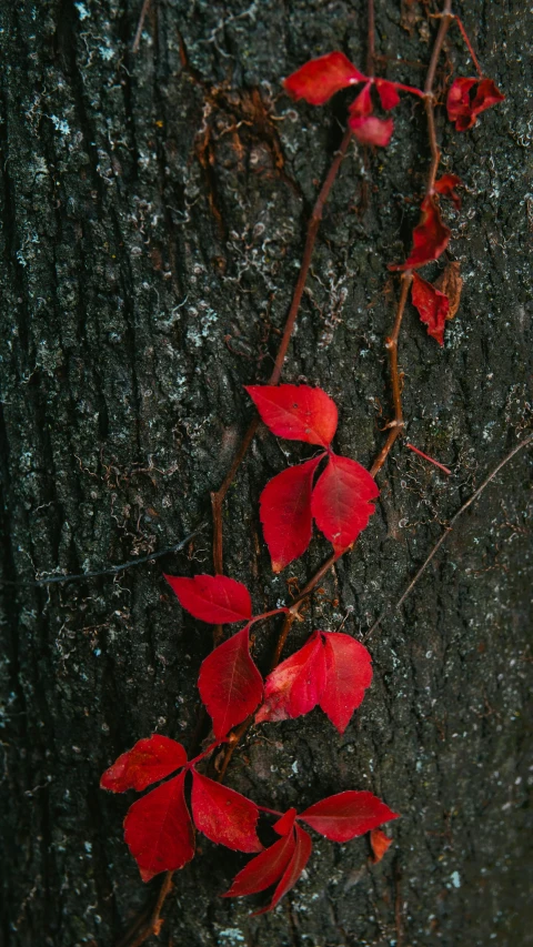 the leaves are sprouting up from the bark of the tree