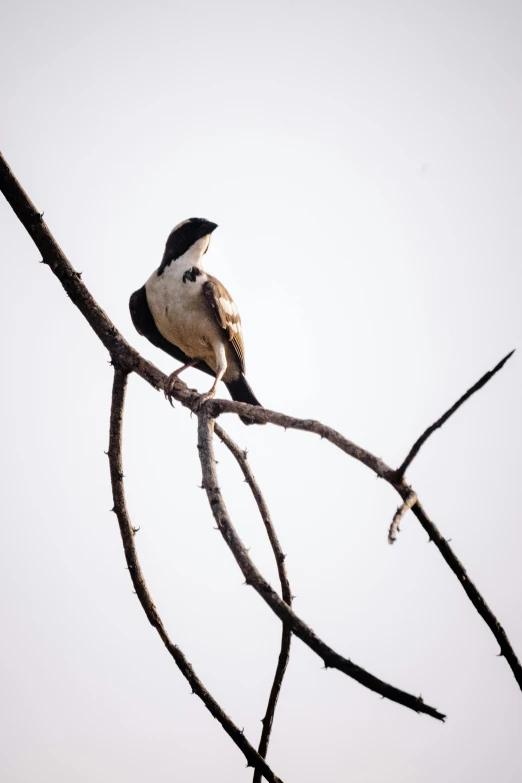 a black and white bird is perched on a bare tree