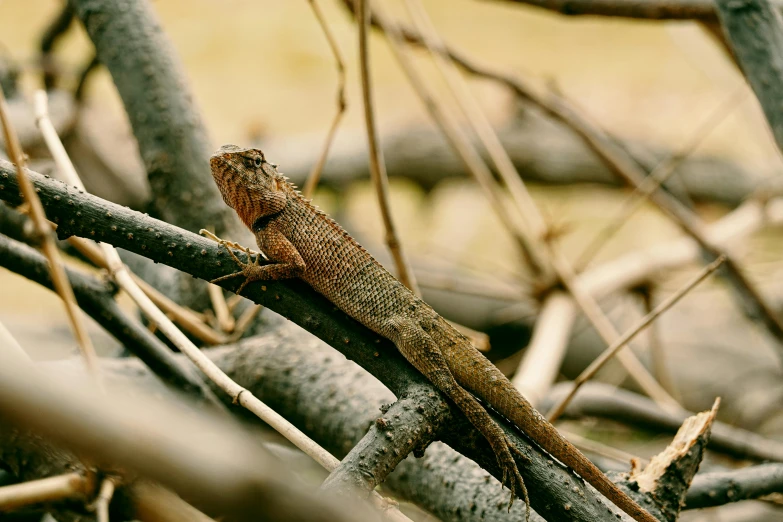 the lizard is resting on the nch of the tree