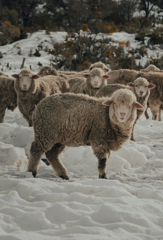 a flock of sheep walking in the snow