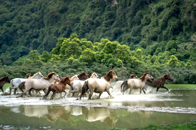 there are many horses that are walking in the water