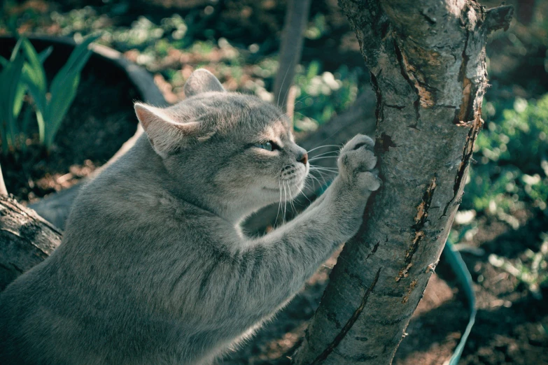 a cat that is reaching up to a tree