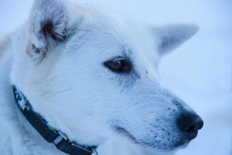 closeup view of head, nose and snout of a large white dog