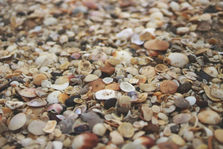 many small shells and clams are scattered around