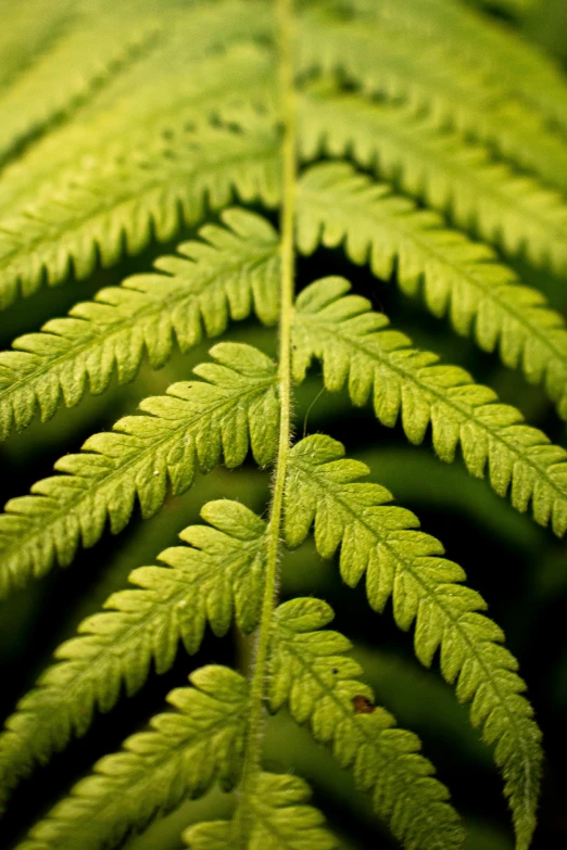 a closeup s of some leaves with water droplets