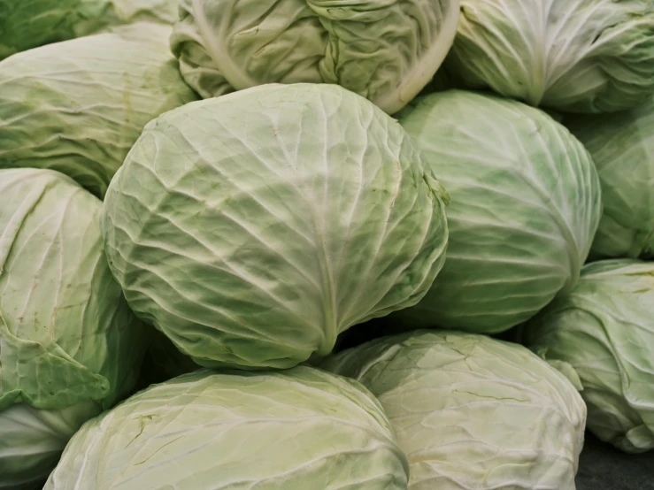 cabbage heads piled high to the ground in rows