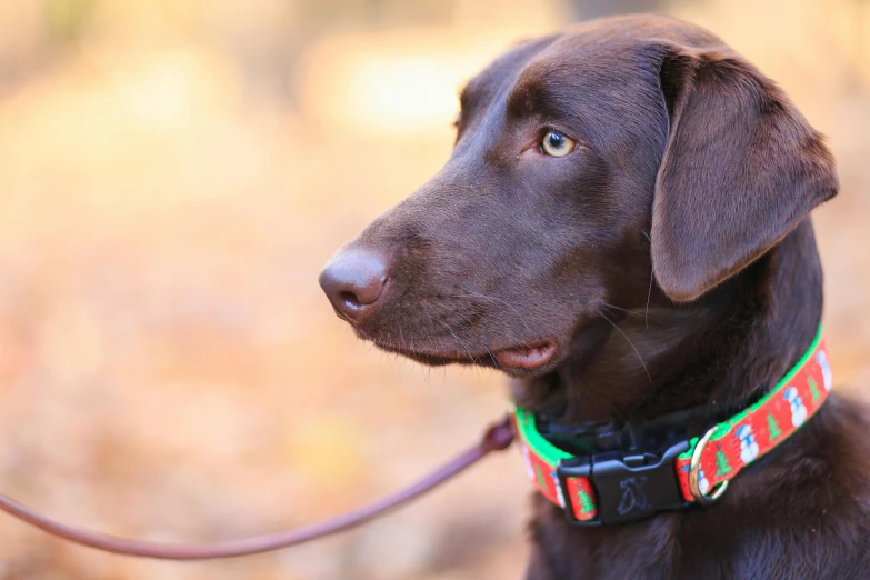 a brown dog on a leash and wearing a colorful collar