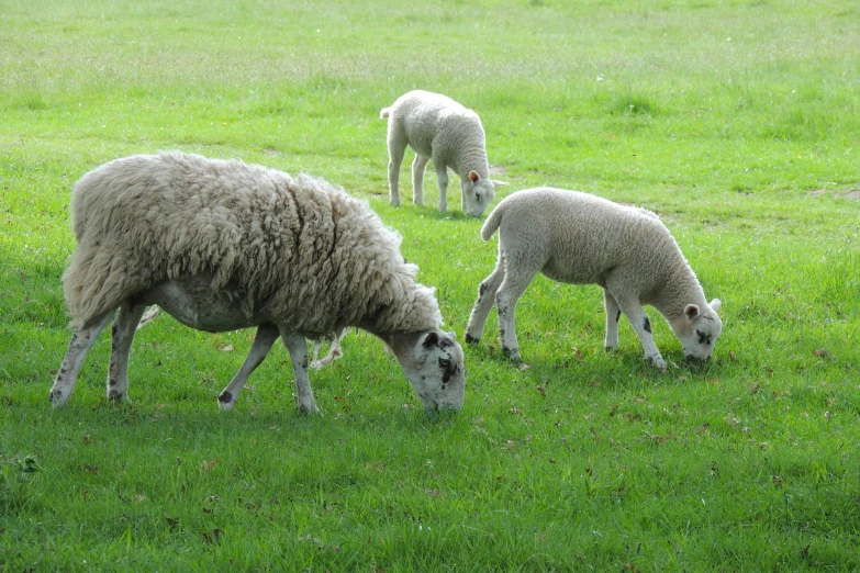 three sheep standing next to each other on a field of grass