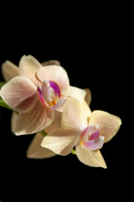 two orchid flowers are seen against a black background