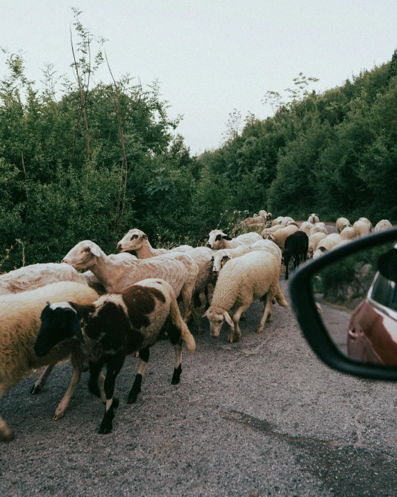 a herd of sheep traveling down the road