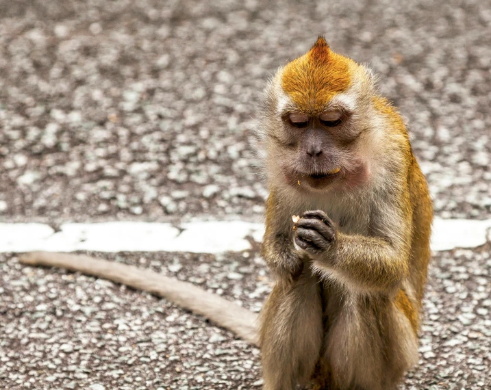 a small monkey with a yellow patch on his face