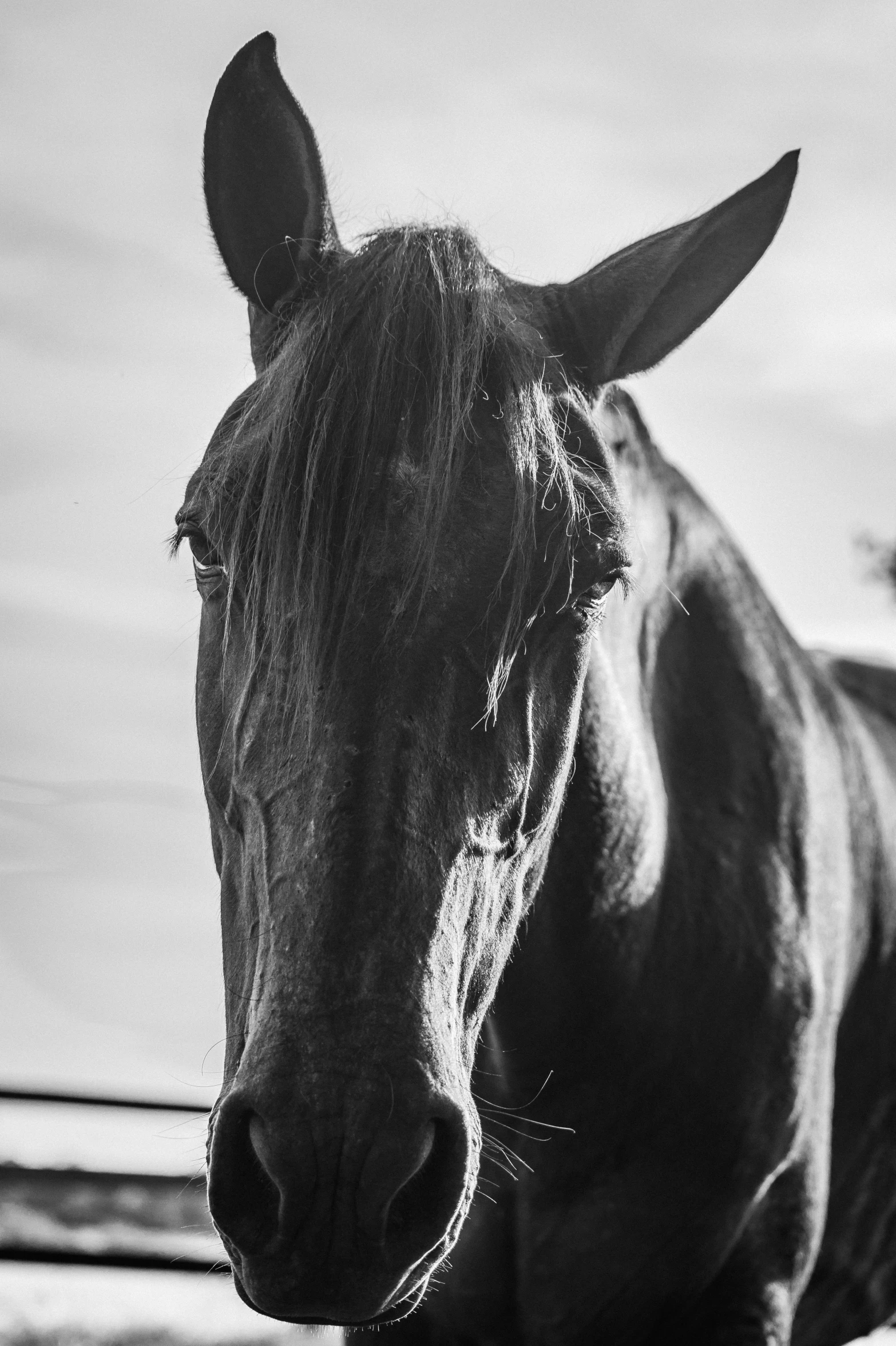 a black horse looking at camera in the shade