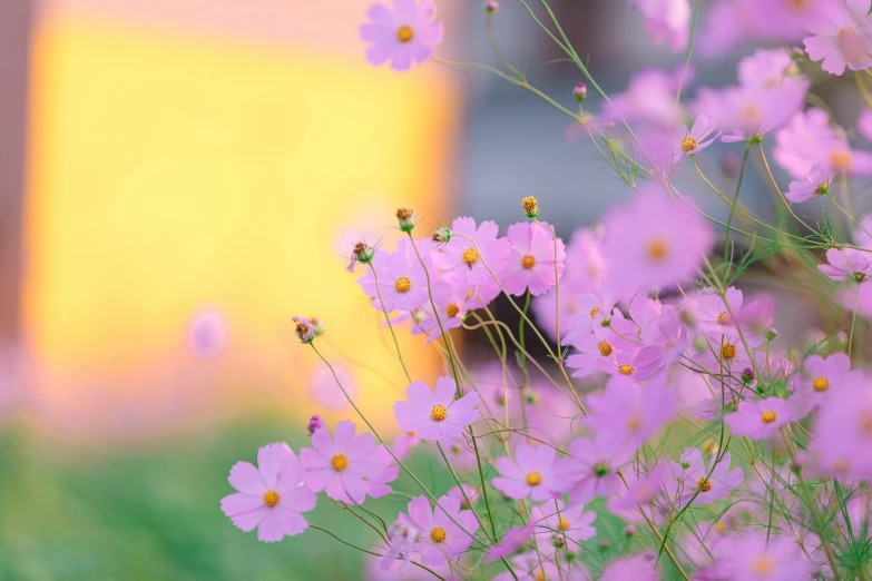 pink flowers are in the foreground, and a yellow building is in the background