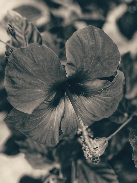 a black and white po with a flower that is blooming