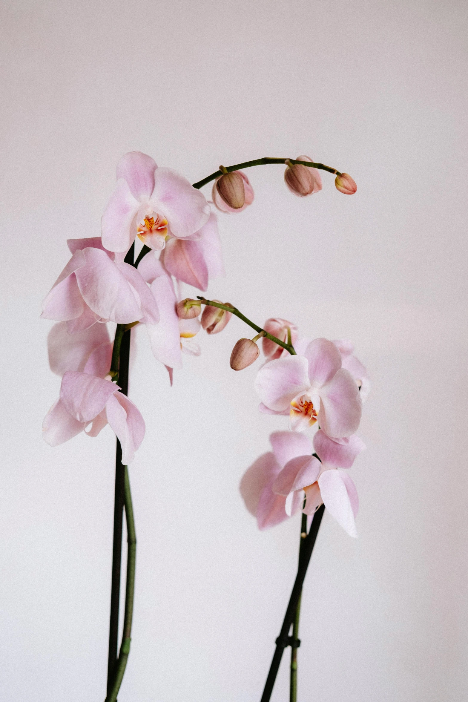 a couple of pink flowers on stems against a white wall