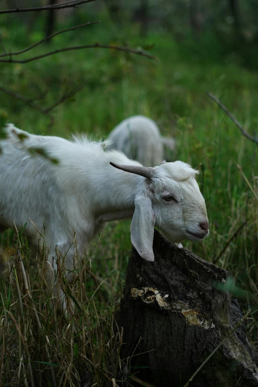 a white goat standing in the grass near a stump