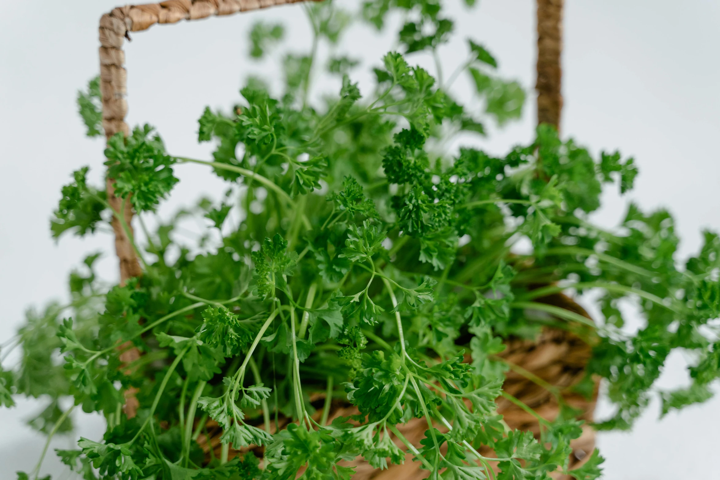 a close - up of a basket of fresh herbs