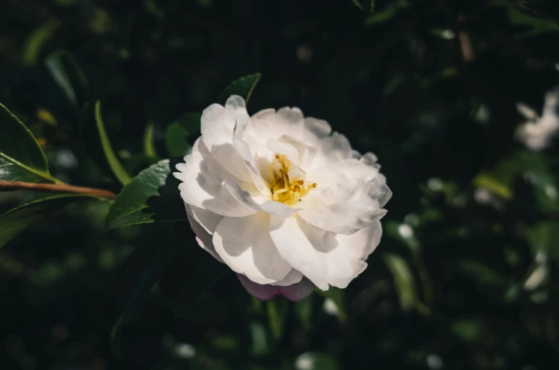 a white flower blooming in front of leaves